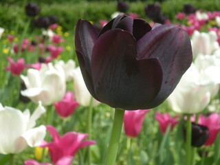 Fototapeta czarny tulipan w zbliżeniu obraz