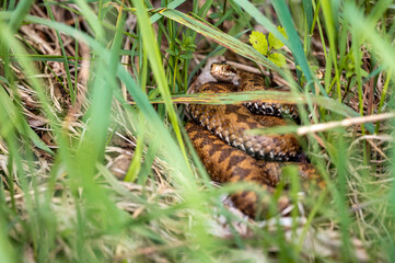 Common European Viper, Vipera berus, Bieszczady Mountains, Carpathians, Poland.