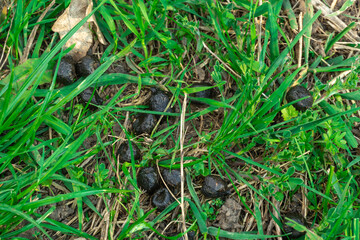 Close-up black color goat excrement. Faeces animal in the green grass. Hoofed mammals manure - livestock droppings. Organic fertilizer for the earth. Compost.