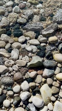 Petoskey stone pebbles on the beach