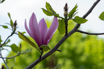 Close-up magnolia flowers. Tree blossoms in spring time dark pink buds. Tender petals in sunlight in the park. Beauty in nature.