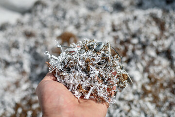 Holding plastic flakes waste which is recycled and used as raw material for further production. Selective focus.