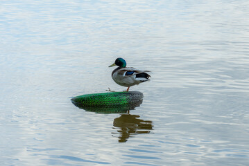 Obraz premium Wild mallard cleans feathers in the river. Head and neck male are green, chest is brown, back is gray. Birdlife anas platyrhynchos in nature.