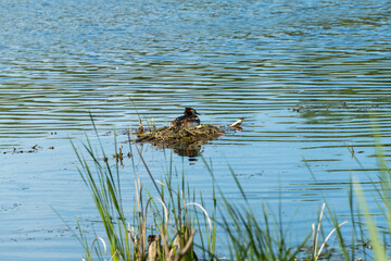 Crested grebe on drifting nest with eggs in the river. Wild duck Podiceps cristatus. On head bird chomga of two dark tufts of feathers and red neck. Birdlife in wild nature.