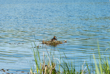 Crested grebe on drifting nest with eggs in the river. Wild duck Podiceps cristatus. On head bird chomga of two dark tufts of feathers and red neck. Birdlife in wild nature.
