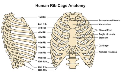 Human rib cage anatomy infographic diagram structure and parts bones sternum cartilage xiphoid process vertebra 3d illustration cartoon vector drawing medical science education scheme ribcage chart - obrazy, fototapety, plakaty