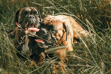 two German boxer dogs lie in the grass for a walk