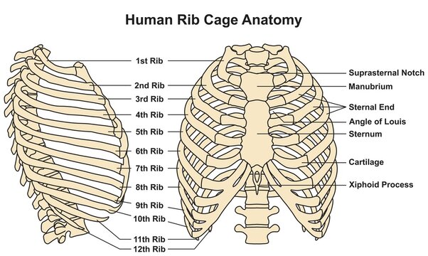 How to draw Ribcage drawing drawing human Rib cage step by step easy Rib  cage for kids drawing  YouTube