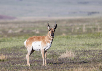 Naklejka na ściany i meble Pronghorn Antelope Buck in the Utah Desert