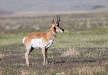 Pronghorn Antelope Buck in the Utah Desert
