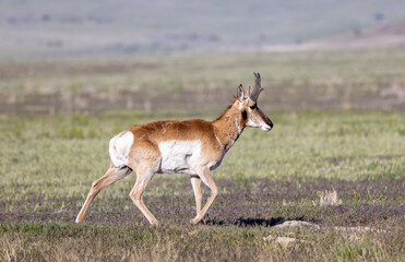 Pronghorn Antelope Buck in the Utah Desert