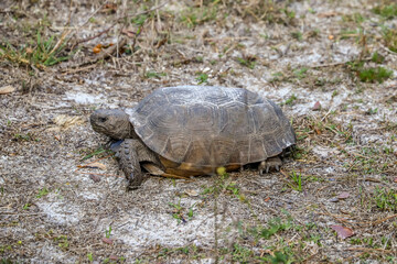 Obraz premium turtle on the ground