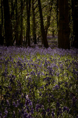 British woodland scene with dark trees and bluebells