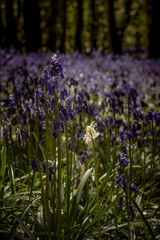Fototapeta premium A lone white bluebell amongst a field of wild blue flowers