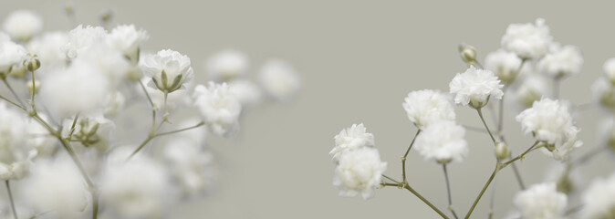 Soft focus White flower on blur beige background. - obrazy, fototapety, plakaty