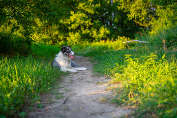 Young border collie blue merle lying in the grass after long walk, sunset light, green background, pet photography