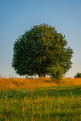 countryside of Polana region, Slovakia, Europe, abandoned place, rural concept, sunset light. Pure nature © fotomolka