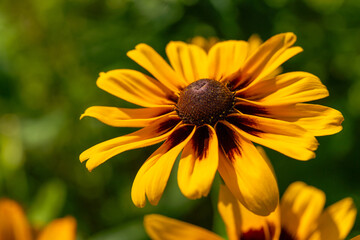 Beautiful rudbeckia flower in the summer garden, close up photography