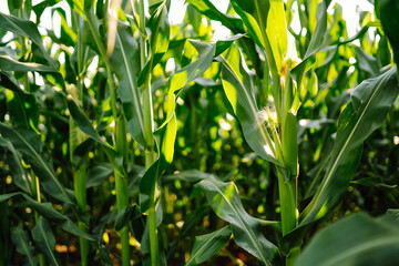 Sun lights over a green corn field growing.  Agriculture, organic gardening, planting or ecology concept.