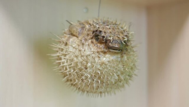 Fish ball.Globefish.Dried collection fish. Sphoeroides spengleri. Puffer scarecrow.	