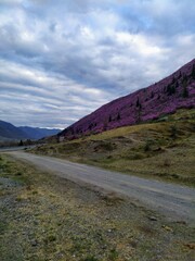 Maralnik, Gorny Altai.