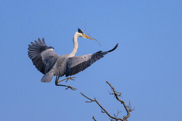 A grey heron landing on a tree, twig in beak