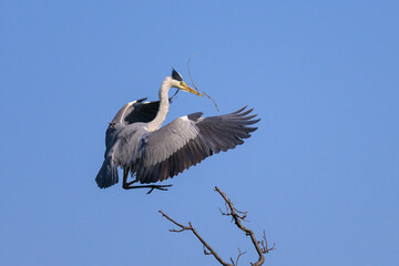 A grey heron landing on a tree, twig in beak