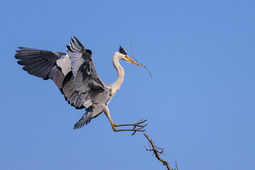 A grey heron landing on a tree, twig in beak