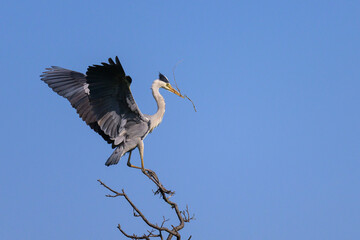 A grey heron landing on a tree, twig in beak