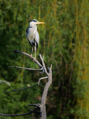 A grey heron standing near a pond