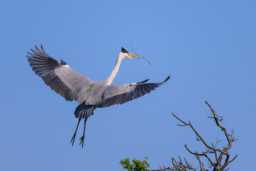 A grey heron landing on a tree, twig in beak