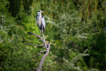 A grey heron standing near a pond