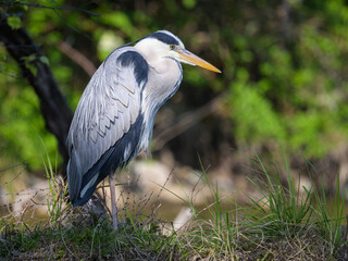 A grey heron standing near a pond