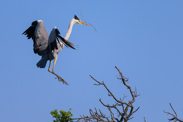 A grey heron landing on a tree, twig in beak