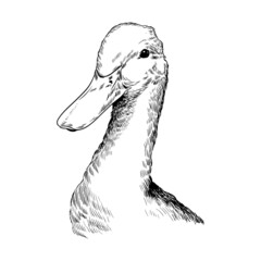 illustration black and white line graphics bird duck