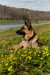 A beautiful young dog on walk on warm sunny spring day. Glade of wild anemones and dog. A German shepherd is resting in park in clearing of wild yellow primroses. Portrait in profile.