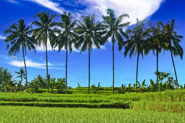 Obraz premium Beautiful asian landscape with green rice field, 8 palm trees in a row, blue sky white clouds - Bali, Indonesia