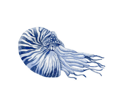 recommend clip art: Blue striped nautilus. Underwater world.