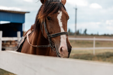 Obraz premium Close-up portrait of racing brown saddled hourse standing in paddock at summer day