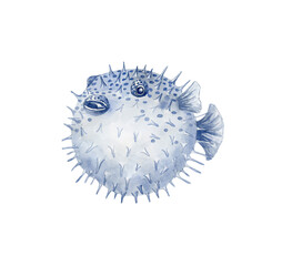 Blue Puffer fish. Underwater world. © vectorgirl