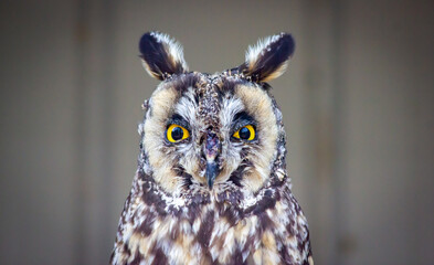 A long eared owl standing on a perch at the birds of prey wildlife rehabilitation centre in Coaldale Alberta Canada.