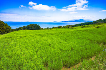 Naklejka premium Dramatic Landscape of Rice Terraces in Teshima Island in Kagawa Prefecture in Japan in Summer, Travel or Agriculture Background, Food Industry 