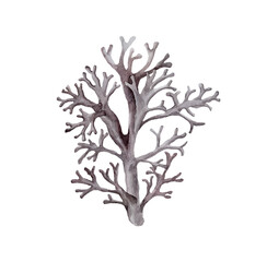 Watercolor Seaweed on white background. Underwater world. © vectorgirl