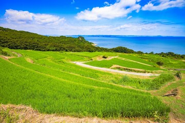 【香川県　豊島】米の稲を育てる夏の唐櫃棚田
