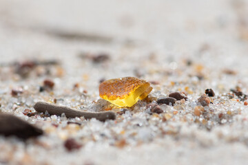 Beautiful piece of shining amber among the grains of sand and little pieces of wood on a sandy beach, amber background, close up 