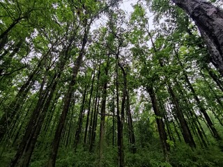 Tropical rainforest in North Bengal - West Bengal, India