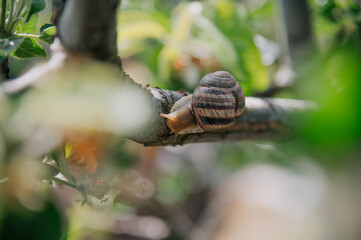Big snail on the tree in the garden