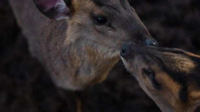 Two Reeve's Muntjacs kissing each other cutely