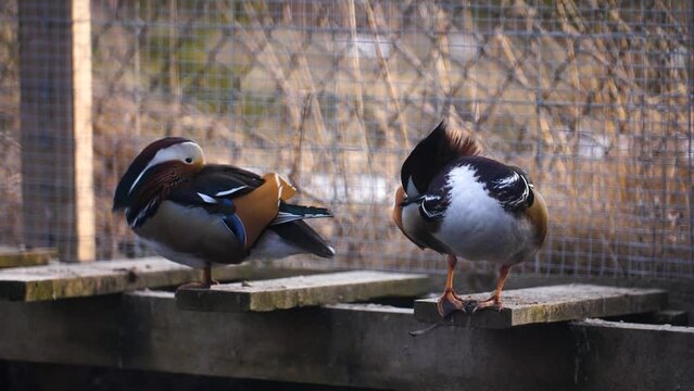 Dazzling beauty of a mandarin duck perched in conservation