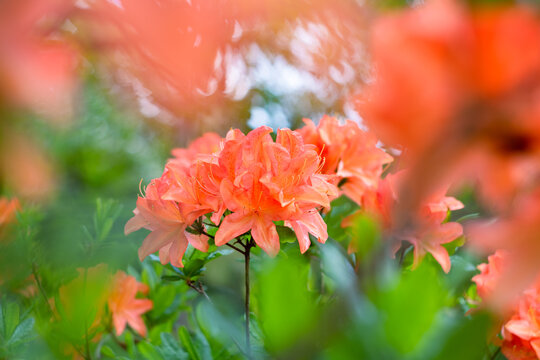 Orange flower of azalea. Bright rhododendron flowers in the garden. Selective focus